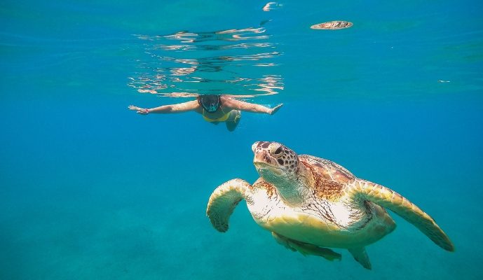 Akumal Reef & Turtles — photo 2