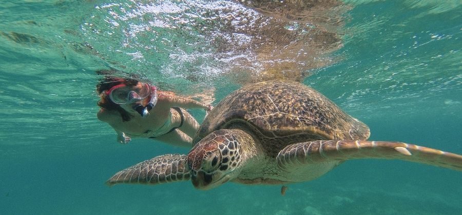 Cenotes & Turtles — photo 3