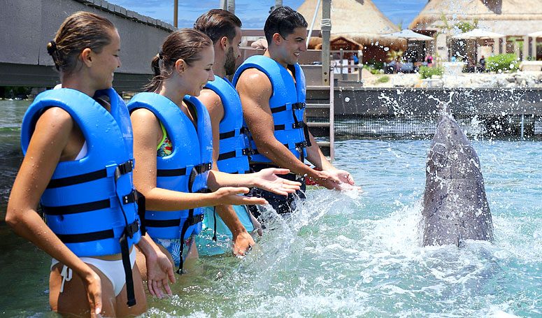 Nado con Delfines — foto 2