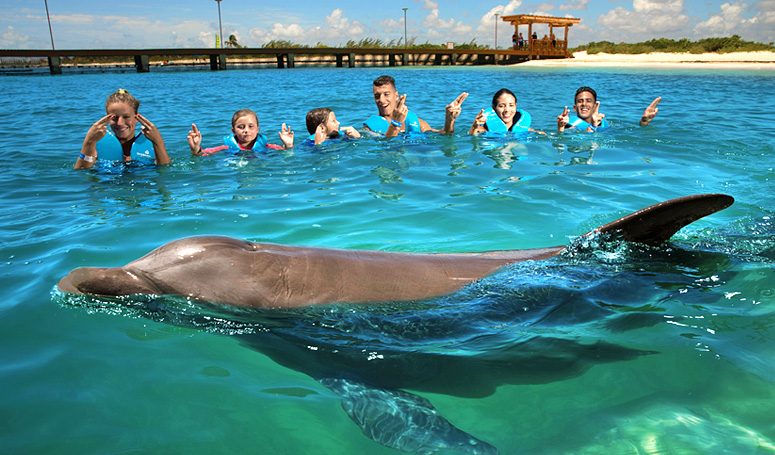 Nado con Delfines