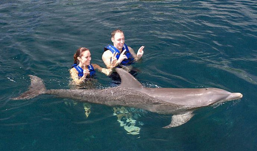 Swim with Dolphins: Couples