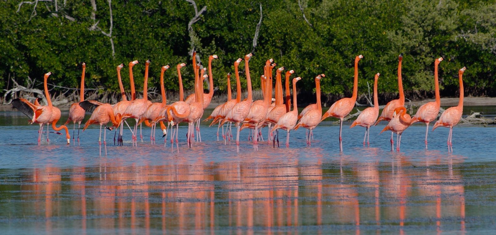 Río Lagartos & Las Coloradas — photo 3