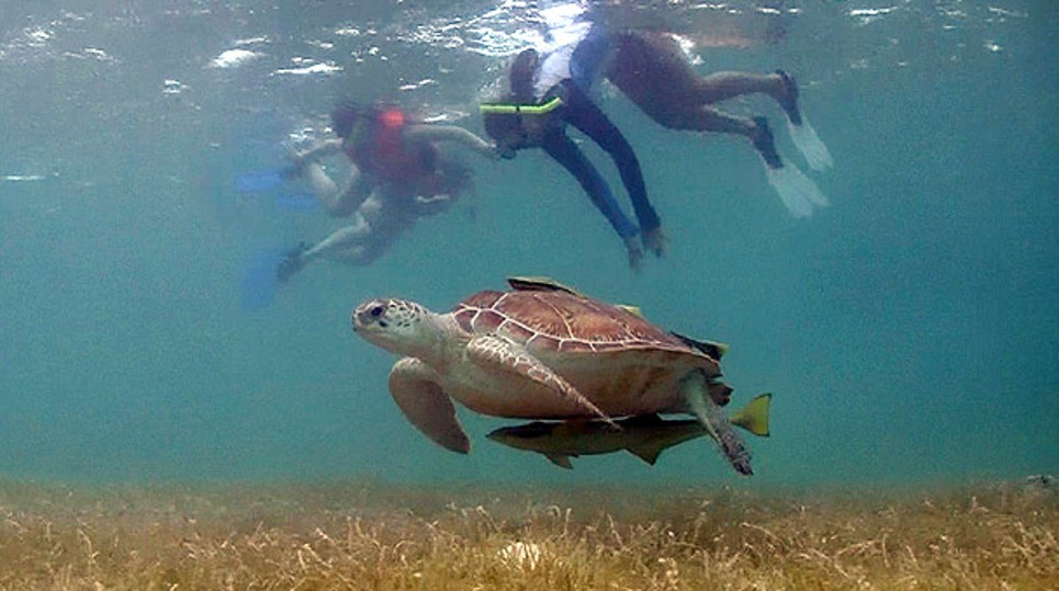 Tulum, Cenote & Turtles